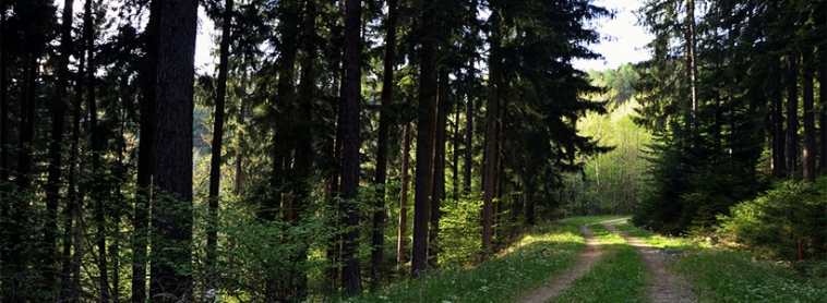 Waldweg Obersteiermark